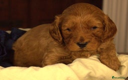Cavapoo dogs for sale: Gorgeous Cavapoo puppies - Image 11