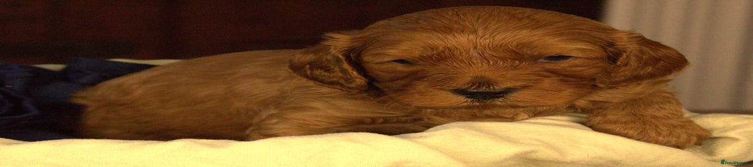 Cavapoo Puppy 3