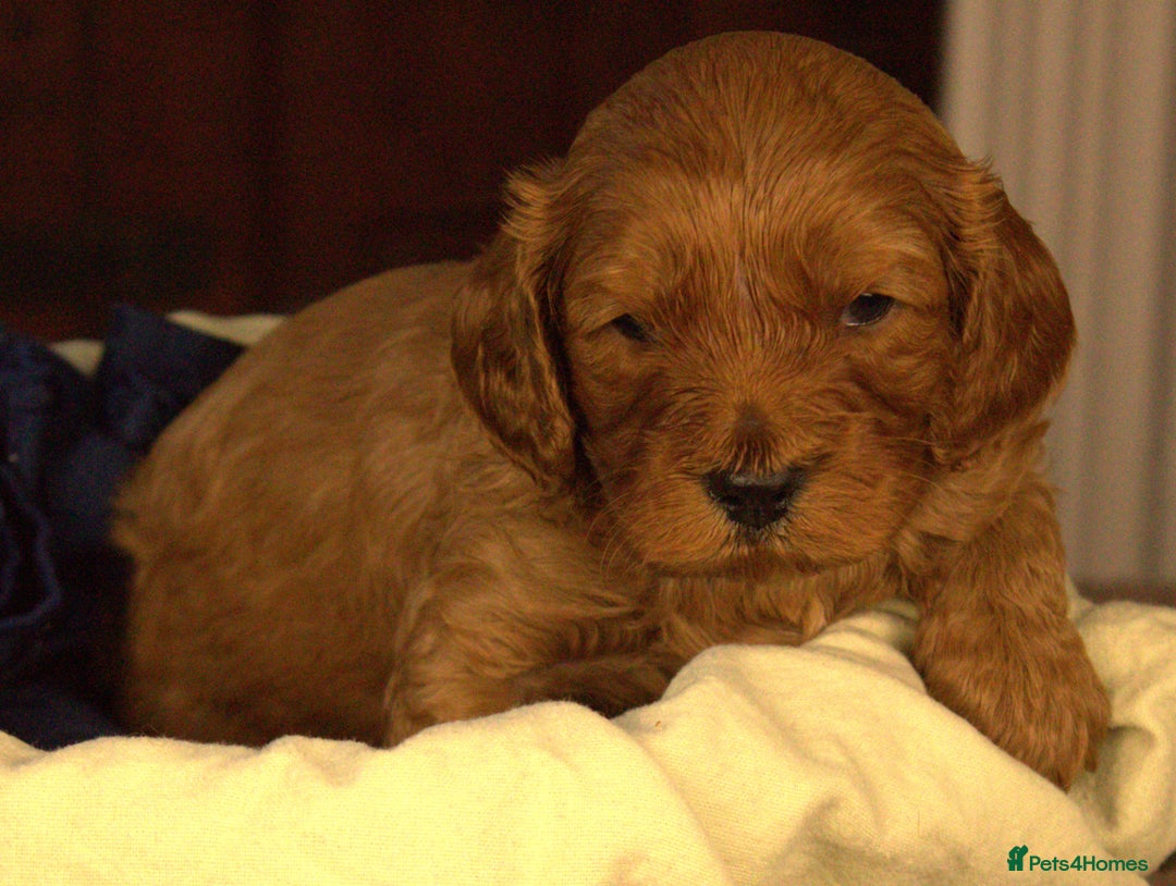Cavapoo dogs for sale: Gorgeous Cavapoo puppies - Image 11
