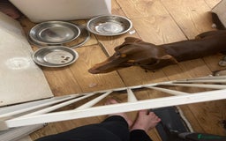 Dachshund dogs for sale: Male dachshund  - Image 3