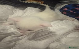 Mixed Breed cats for sale: 4 kittens  - Image 2