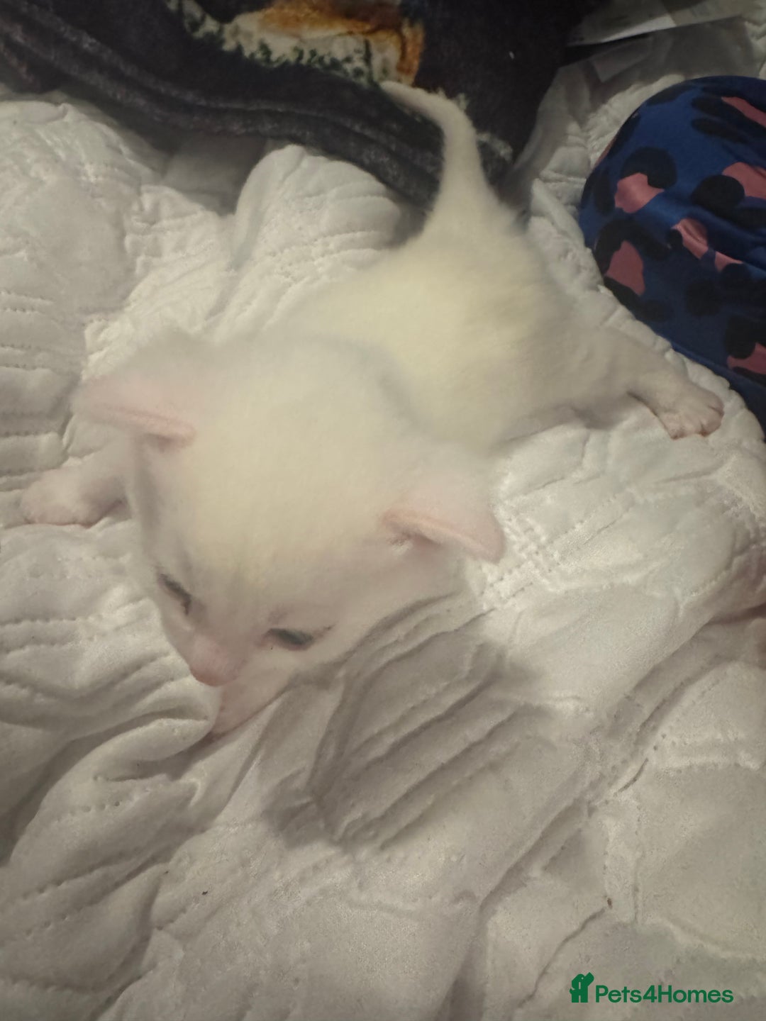 Mixed Breed cats for sale: 4 kittens  - Image 2