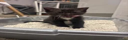 Domestic Shorthair cats for sale: Female kitten in Rossendale - Advert 2