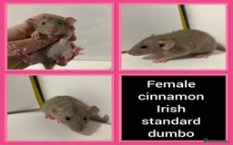 Rat rodents for sale: Adorable Dumbo Baby Rats ❤️ - Image 14