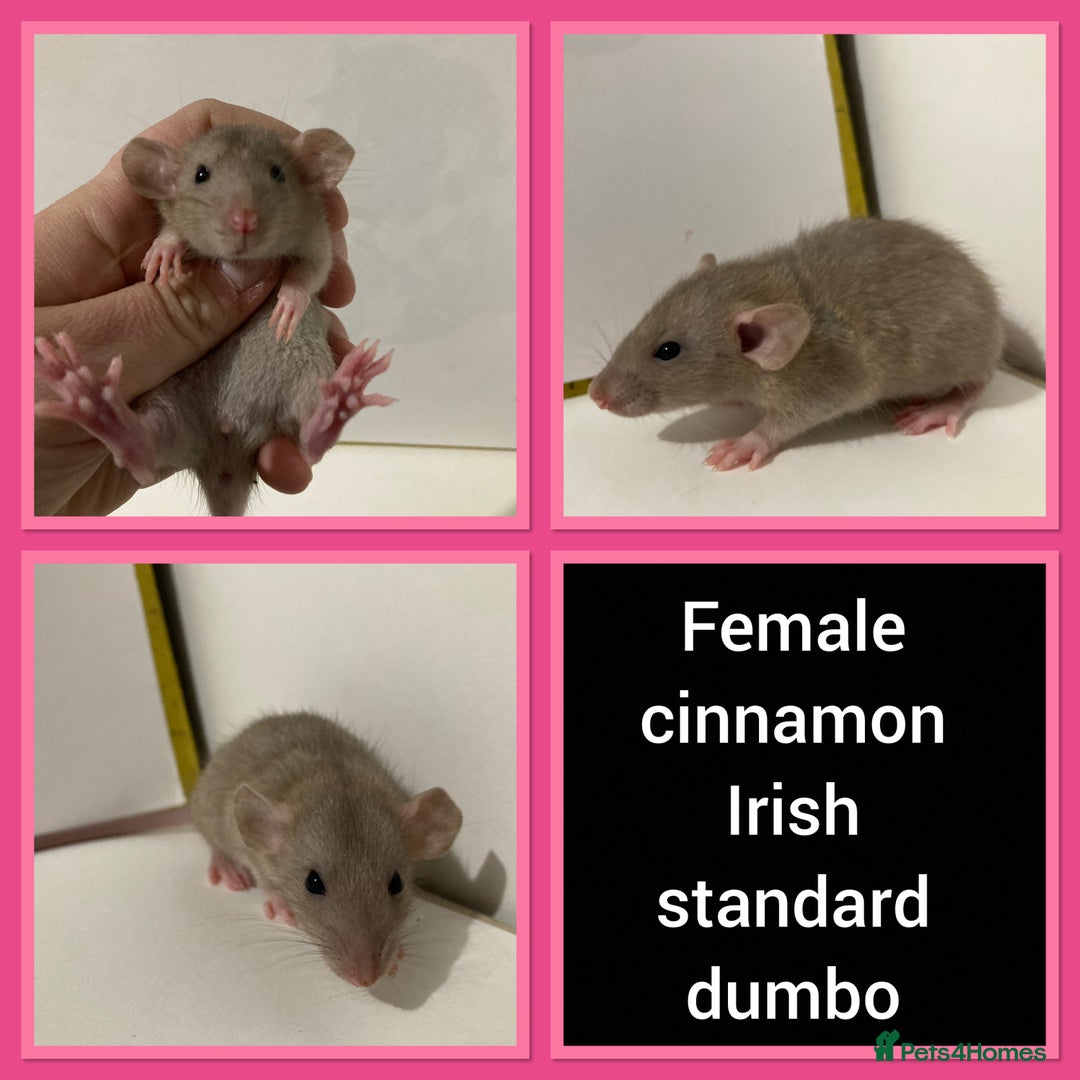 Rat rodents for sale: Adorable Dumbo Baby Rats ❤️ - Image 14