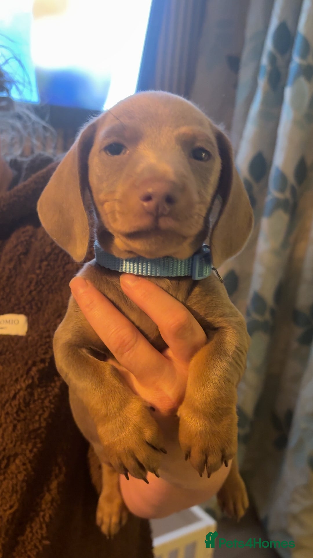 Miniature Dachshund dogs for sale: ISABELLA AND TAN MINIATURE DACHSHUND PUPPIES  - Advert 9