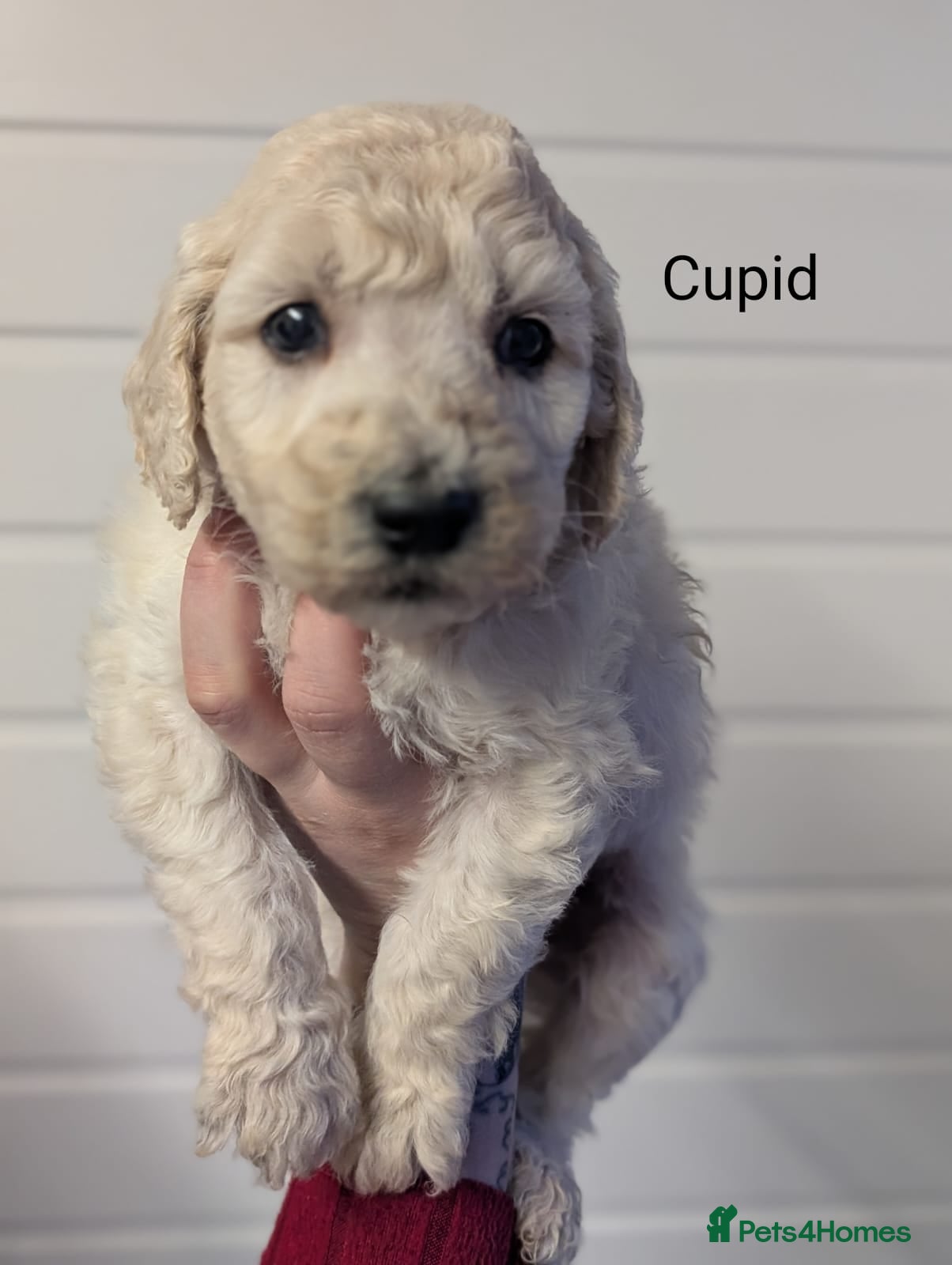 Goldendoodle dogs Unique goldendoodle puppies  - Advert 5