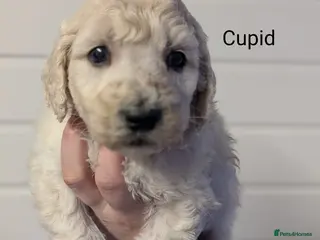 Goldendoodle dogs Unique goldendoodle puppies - Advert 5