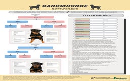 Rottweiler dogs for sale: ROTTWEILER PUPPIES. KC REG. - Advert 3