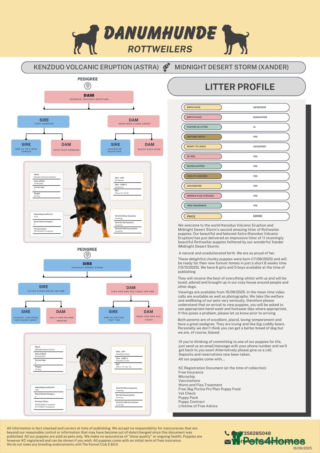 Rottweiler dogs for sale: ROTTWEILER PUPPIES. KC REG. - Advert 3