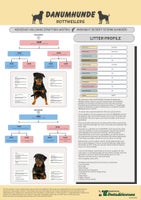 Rottweiler dogs - Advert 4