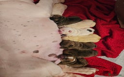 English Bulldog dogs for sale: Kennel club registered English bulldog puppies  - Image 22