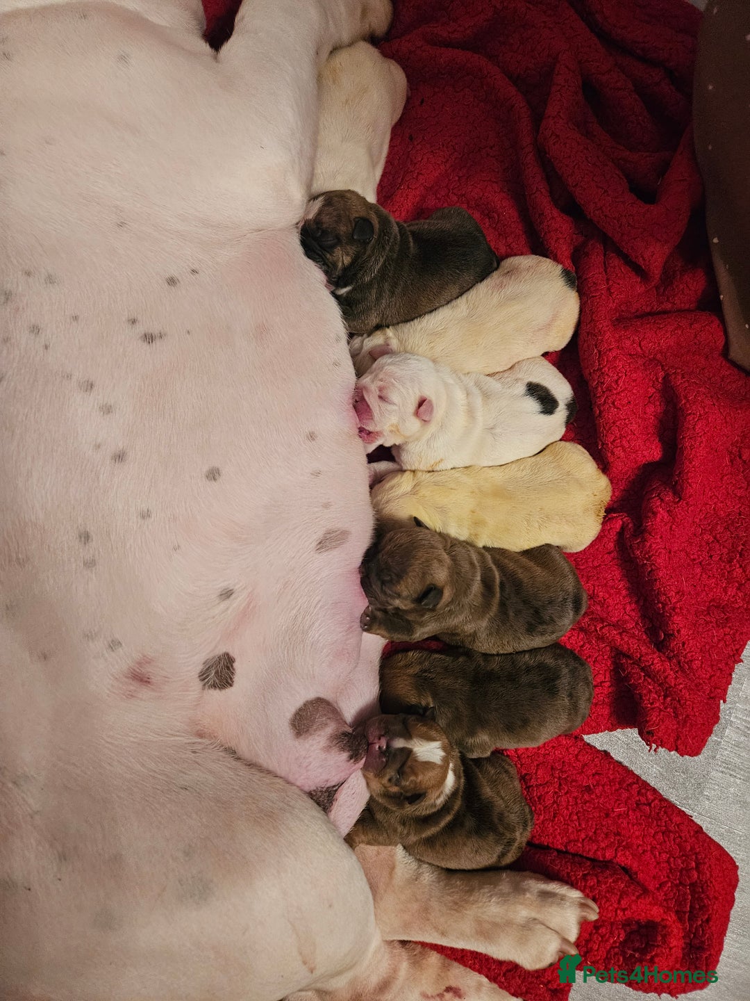 English Bulldog dogs for sale: Kennel club registered English bulldog puppies  - Image 22
