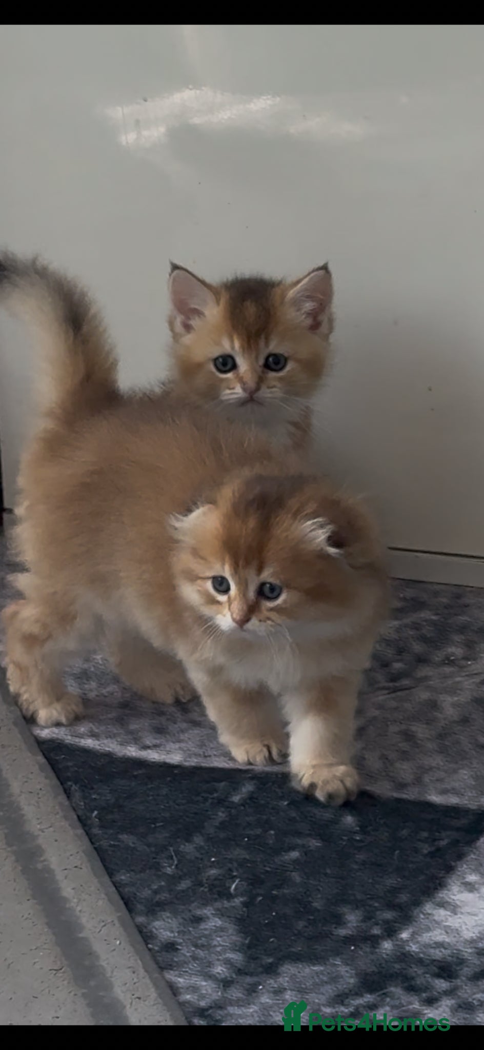 Scottish Fold cats for sale: Scottish pedigree golden kittens - Advert 28