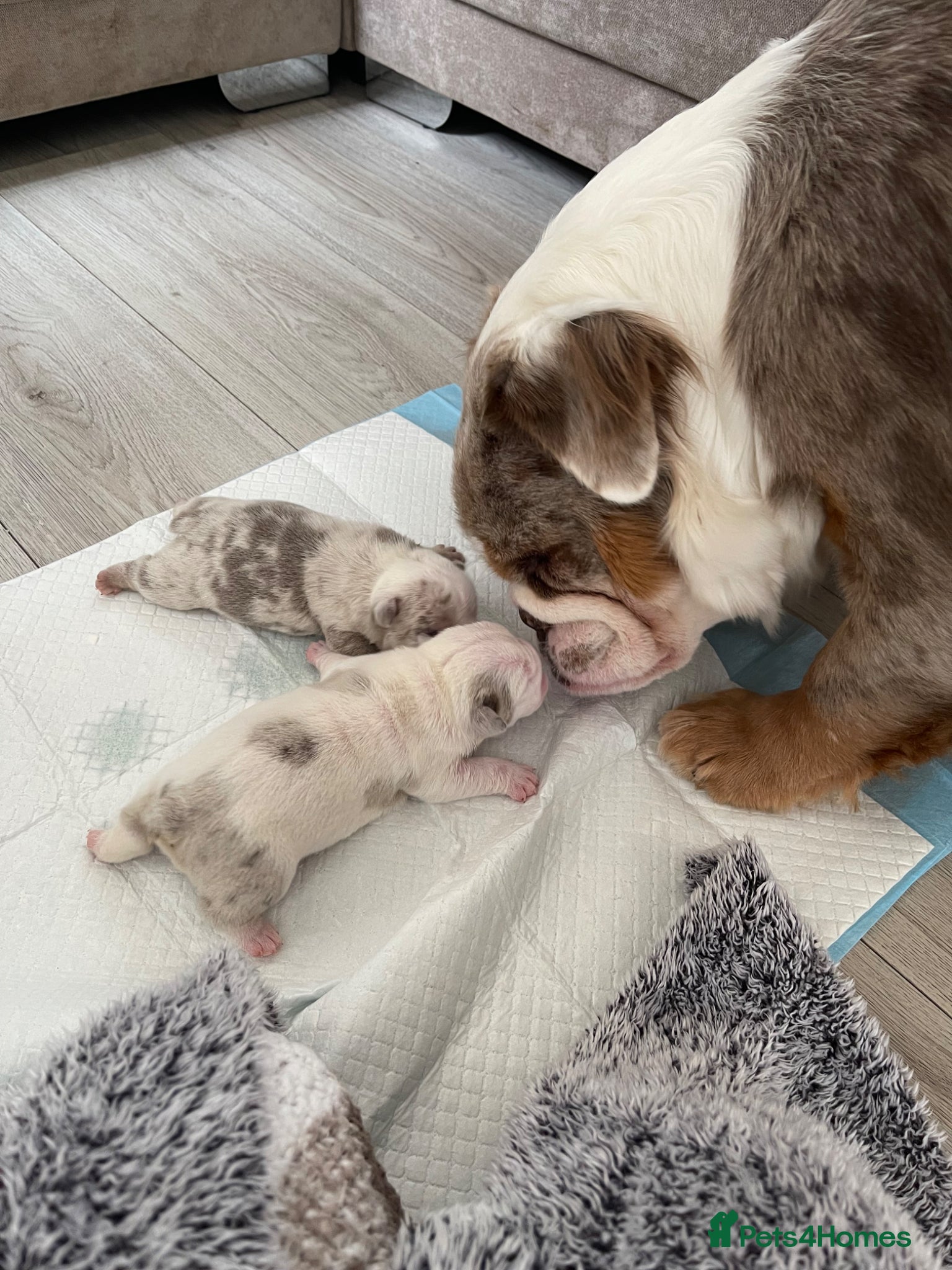 English Bulldog dogs ***KC REGISTERED FLUFFY ENGLISH BULLDOGS*** - Advert 2
