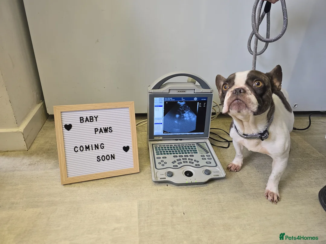 Mixed Breed dogs for sale: French weiner puppies in Barnard Castle - Advert 1