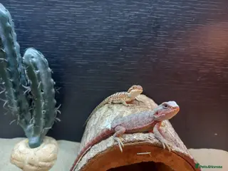 Bearded Dragon reptiles Shop bred baby bearded dragons - Advert 1