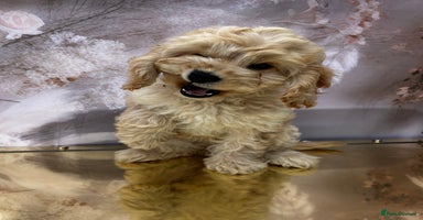 Cockapoo dogs - Advert 11