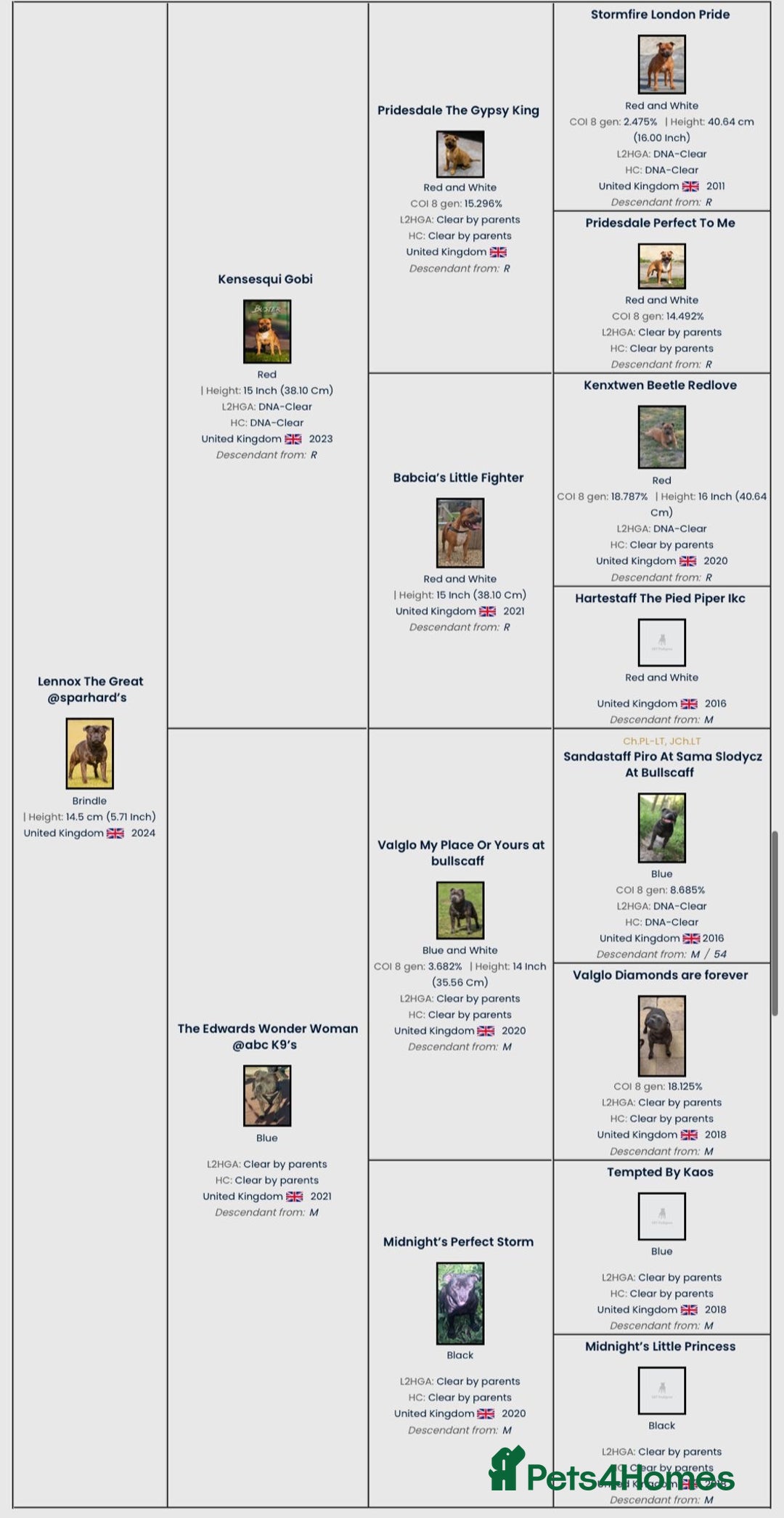 Staffordshire Bull Terrier dogs for stud: Crufts Qualified red and blue carrier stud  - Image 4