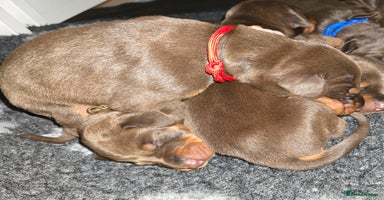 Dobermann dogs - Advert 3