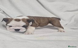 English Bulldog dogs for sale: Champion English bulldogs - Image 2