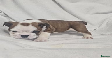 English Bulldog dogs - Advert 4