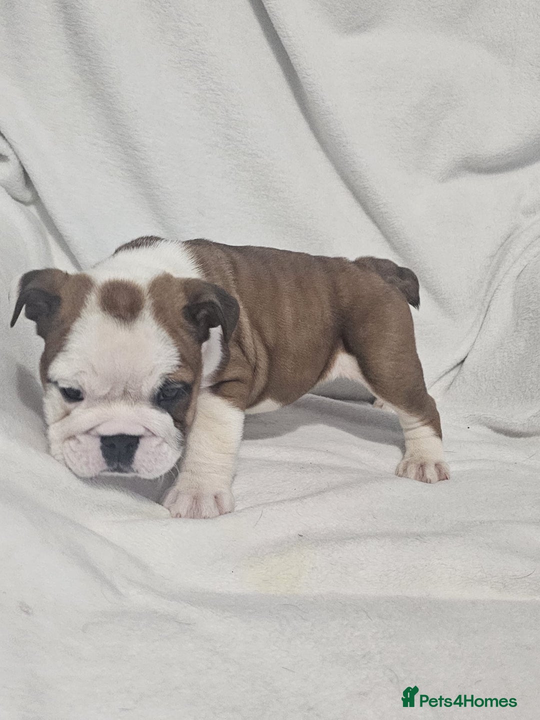 English Bulldog dogs for sale: Champion English bulldogs - Image 2