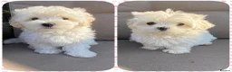 Maltipoo dogs for sale: 5⭐❗️READY NOW❗️⭐️TINY KOREAN MALTIPOO PUPPIES⭐️ - Advert 1