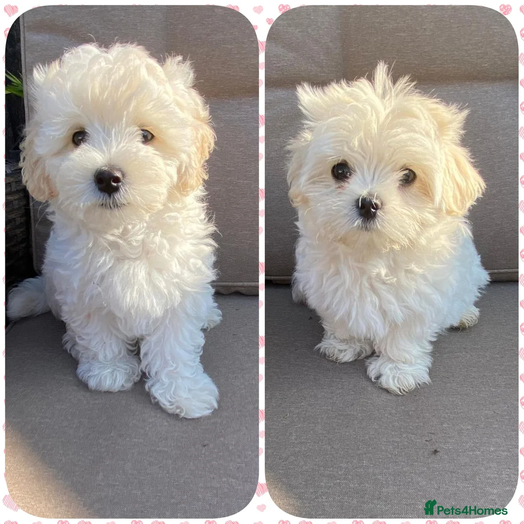 Maltipoo dogs for sale: 5⭐❗️READY NOW❗️⭐️TINY KOREAN MALTIPOO PUPPIES⭐️ - Advert 1