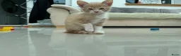 Mixed Breed cats for sale: Siamese Russian blue kittens  - Advert 8