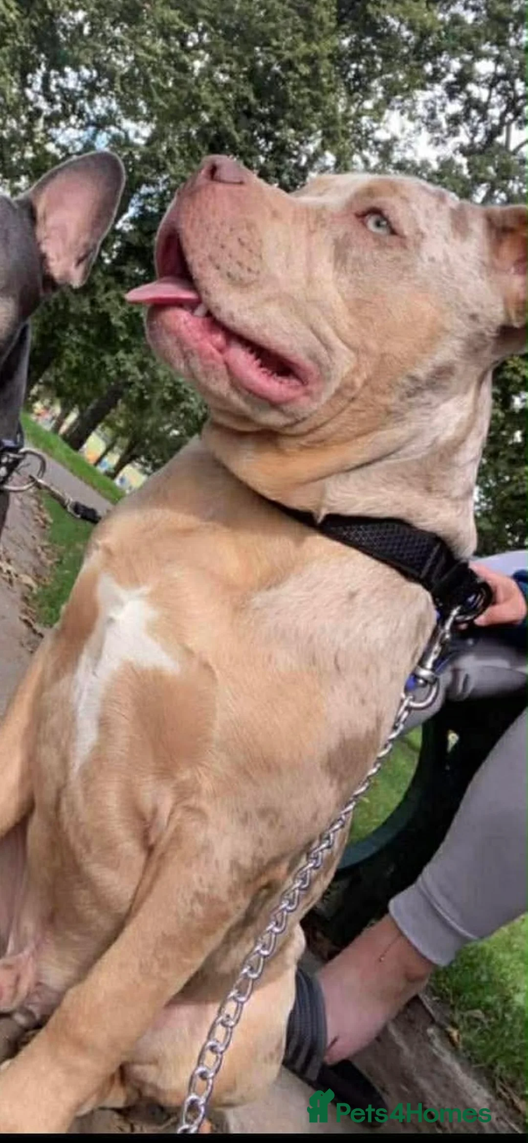 Mixed Breed dogs for sale: Ghost for rehome - Advert 2