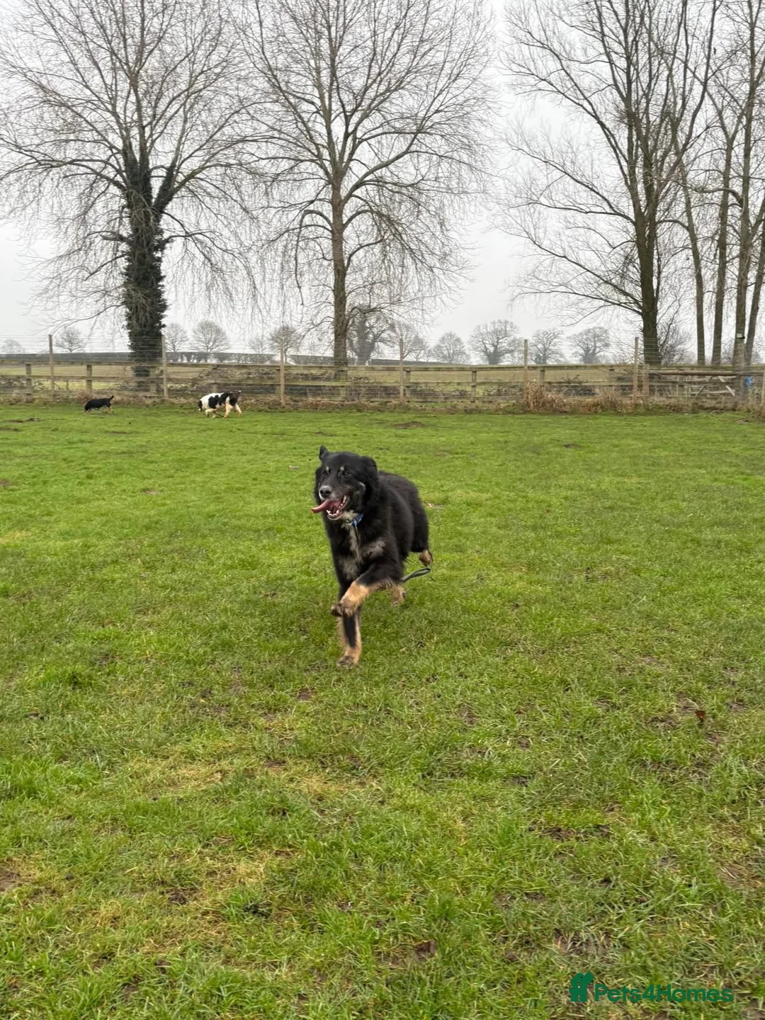 Mixed Breed dogs for adoption: Waffle - Norwich Norfolk  - Advert 25