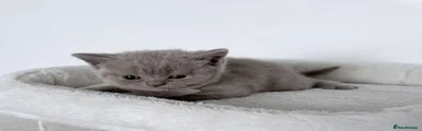British Shorthair 4