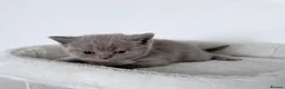 British Shorthair cats for sale: outstanding British shorthair kittens - Advert 4