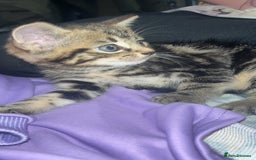 Domestic Shorthair cats for sale: 3 male kittens for sale  - Advert 3