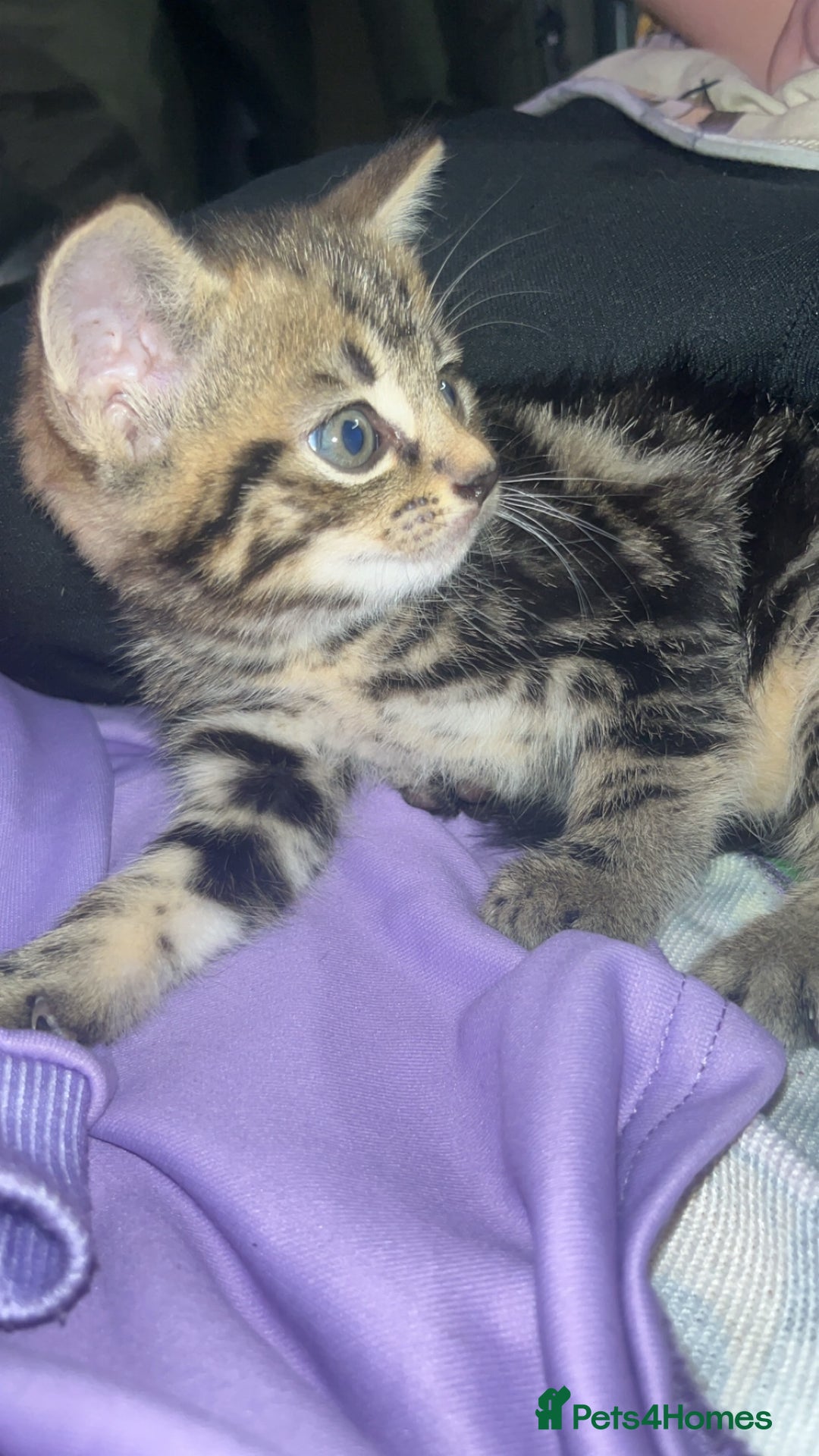 Domestic Shorthair cats for sale: 3 male kittens for sale  - Advert 3