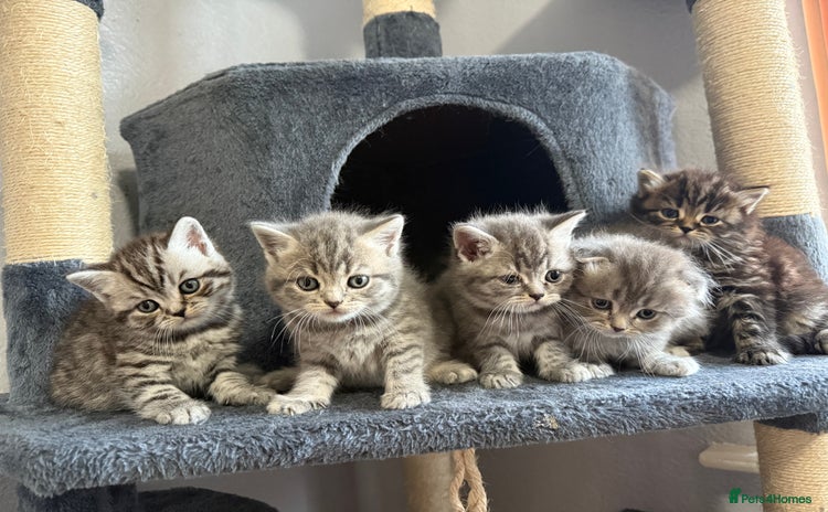 Scottish Fold cats - Advert 4