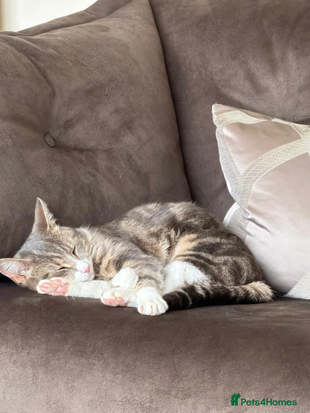 Mixed Breed cats for sale: Hazel – Tabby Girl Looking for a Loving Home - Advert 2