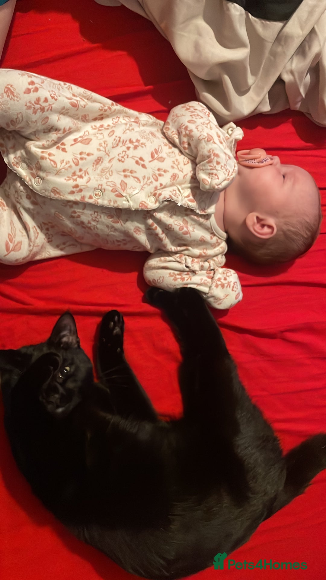 Domestic Shorthair cats for sale: 3 adorable kittens ready for their forever home  - Image 6