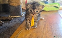Maine Coon cats for sale: Beautiful 3/4 maincoon kittens  - Image 10