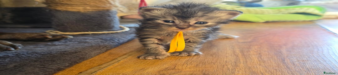 Maine Coon Kitten 8