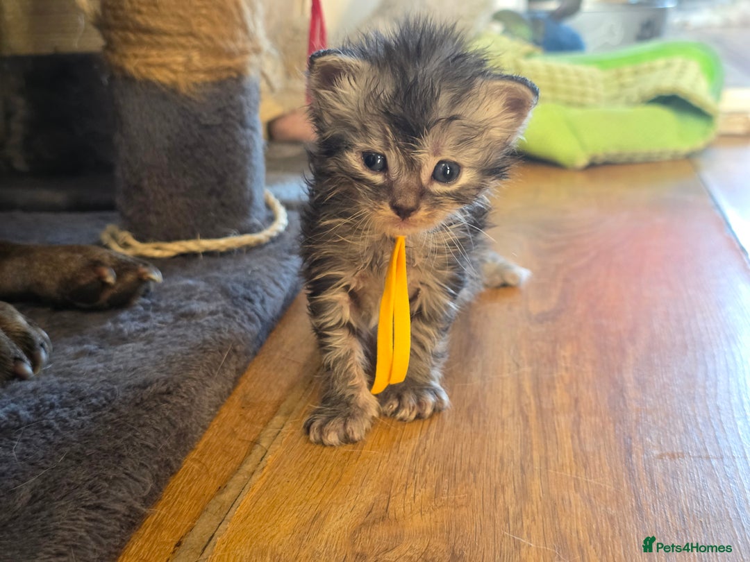 Maine Coon cats for sale: Beautiful 3/4 maincoon kittens  - Image 10