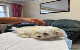 Maltese dogs for sale: Ready to go ! Gorgeous Maltese girls for salee - Image 15