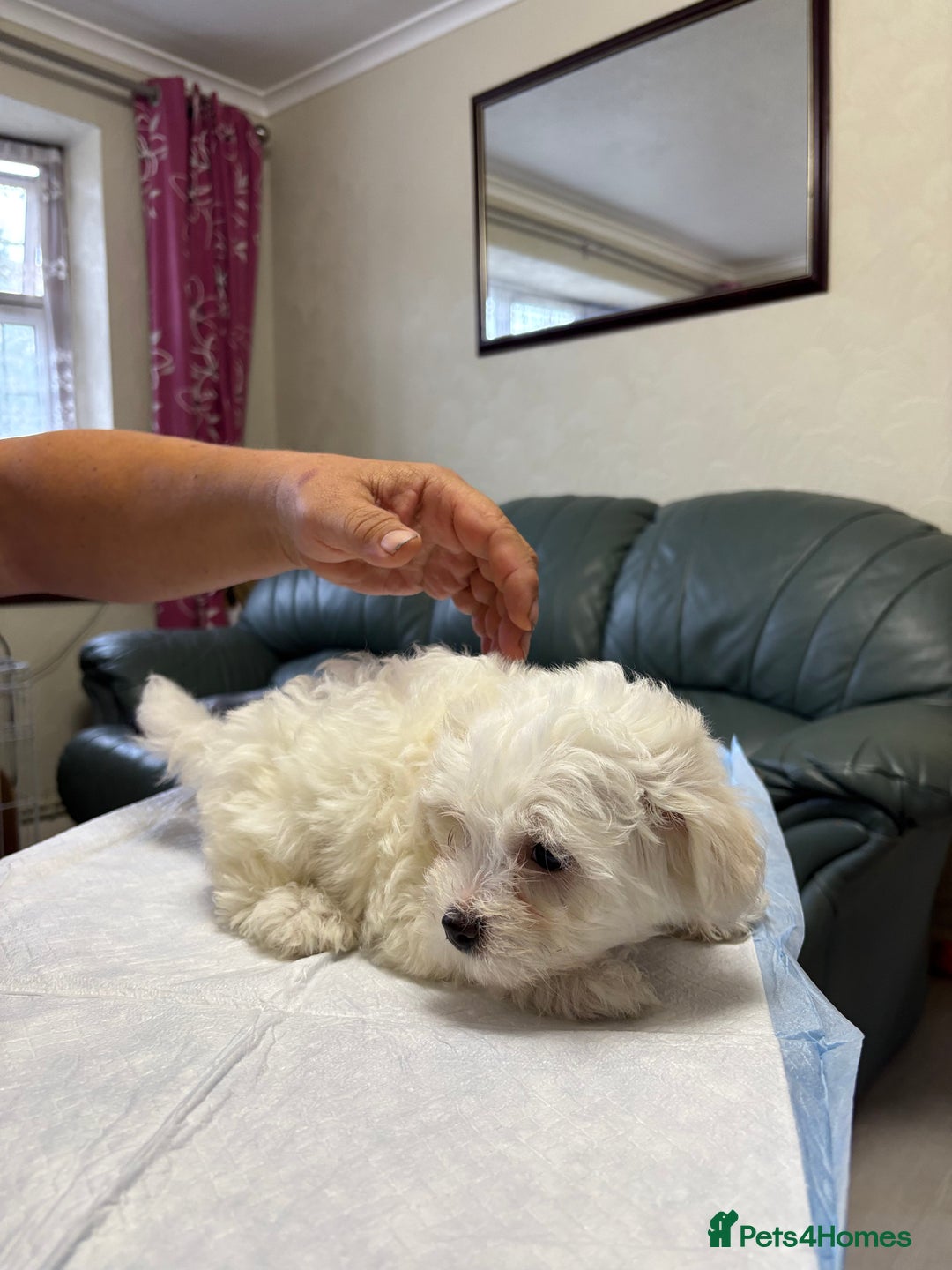 Maltese dogs for sale: Ready to go ! Gorgeous Maltese girls for salee - Image 15