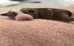 English Bull Terrier dogs for sale: 🏆CH Bloodlines Top Quality English Bull Terriers  - Image 19