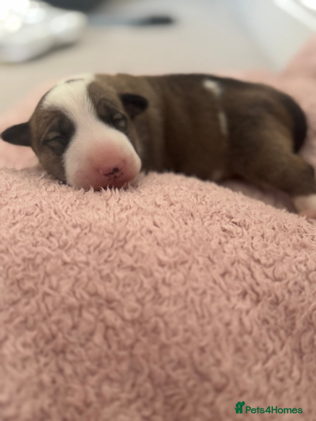 English Bull Terrier dogs for sale: 🏆CH Bloodlines Top Quality English Bull Terriers  - Image 19