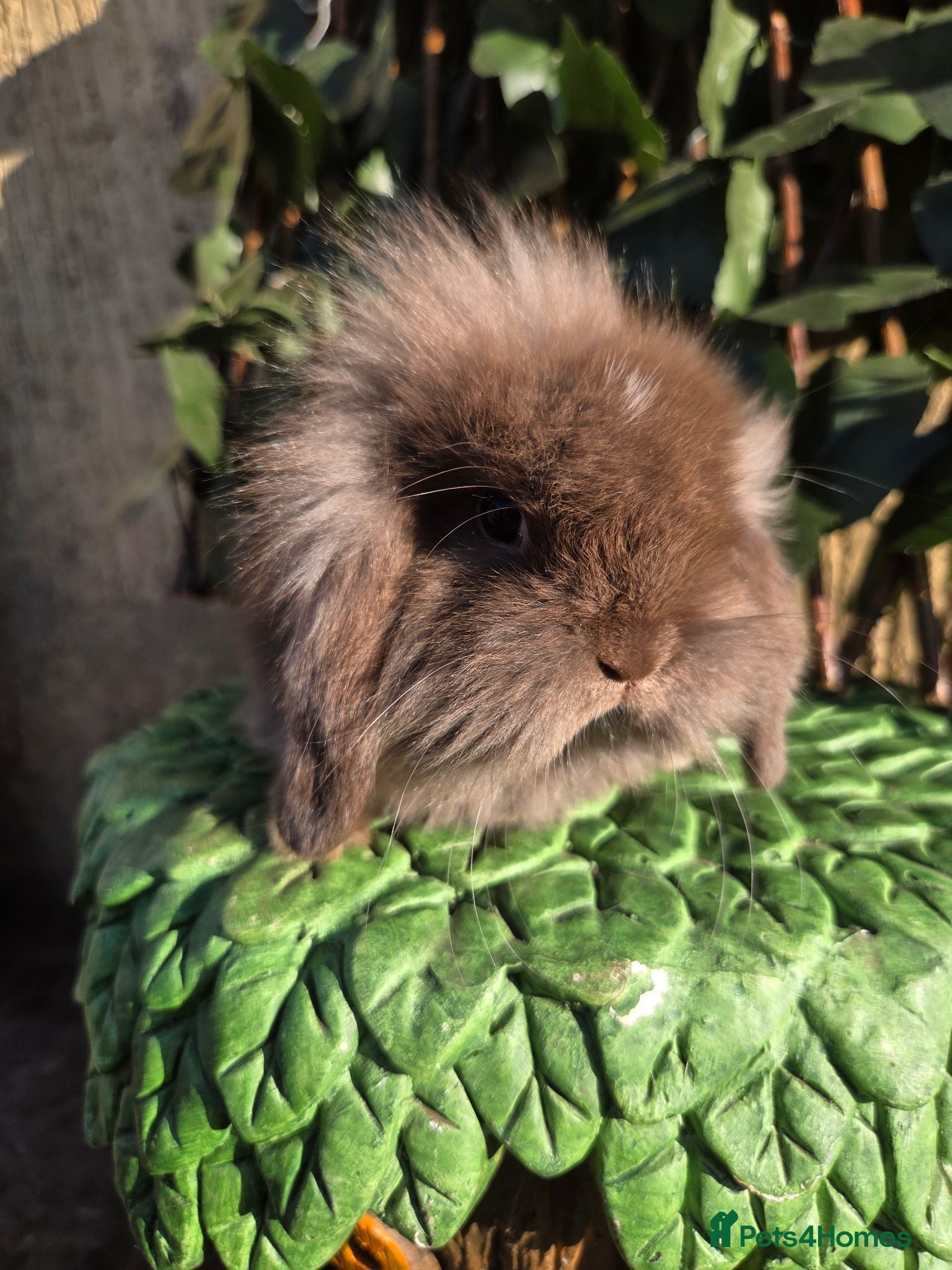 Mini Lion Lop rabbits Mini lion lops - Advert 2