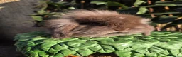 Mini Lion Lop rabbits for sale: Mini lion lops - Advert 11