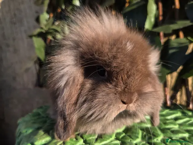 Mini Lion Lop rabbits Mini lion lops - Advert 2