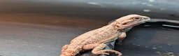 Bearded Dragon reptiles for sale: Baby bearded dragons - Advert 25